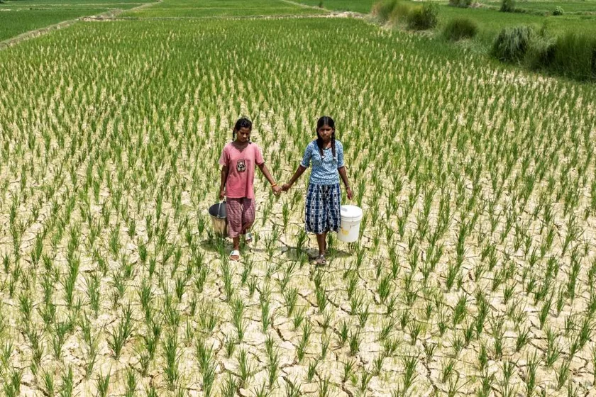 Two girls carrying water buckets across a drought-cracked rice field